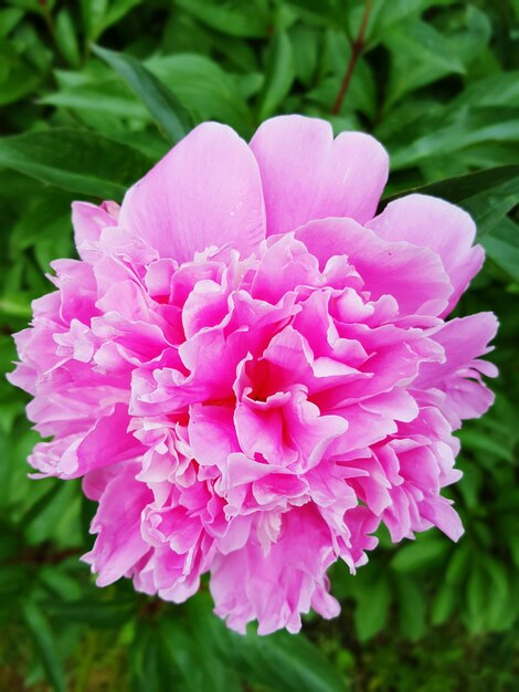 Close-up of pink flowers