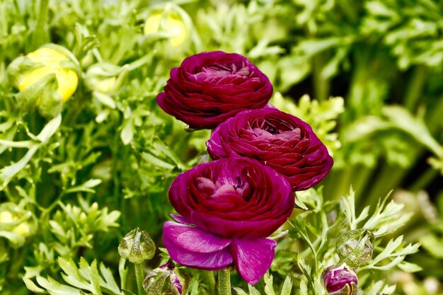 Close-up of pink flowers