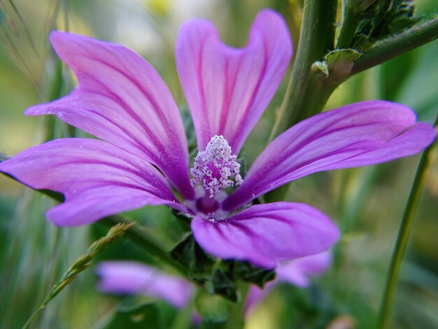 Close-up of pink flowers