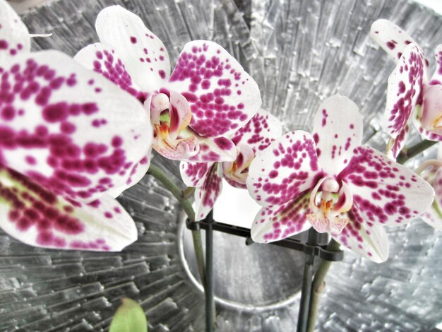 Photo close-up of pink flowers