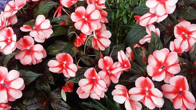 Foto close-up di fiori rosa