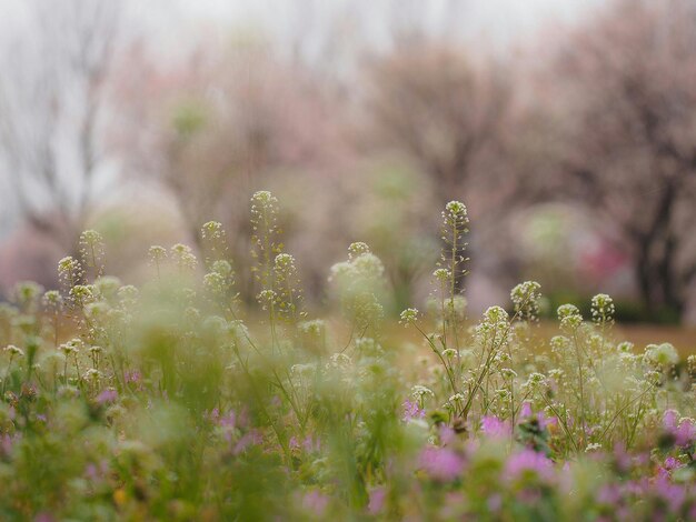 Close-up of pink flowers