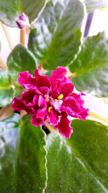 Close-up of pink flowers