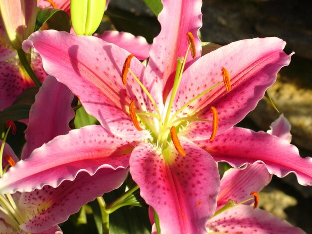 Photo close-up of pink flowers