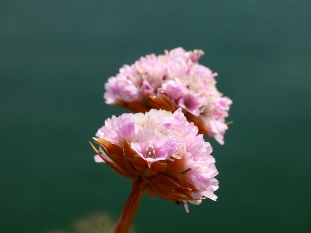 ピンクの花のクローズアップ