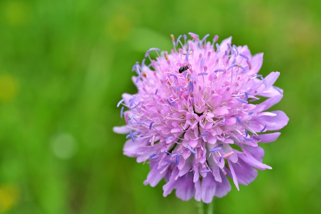 ピンクの花のクローズアップ