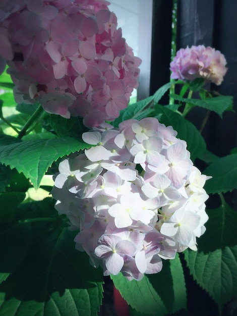 Photo close-up of pink flowers