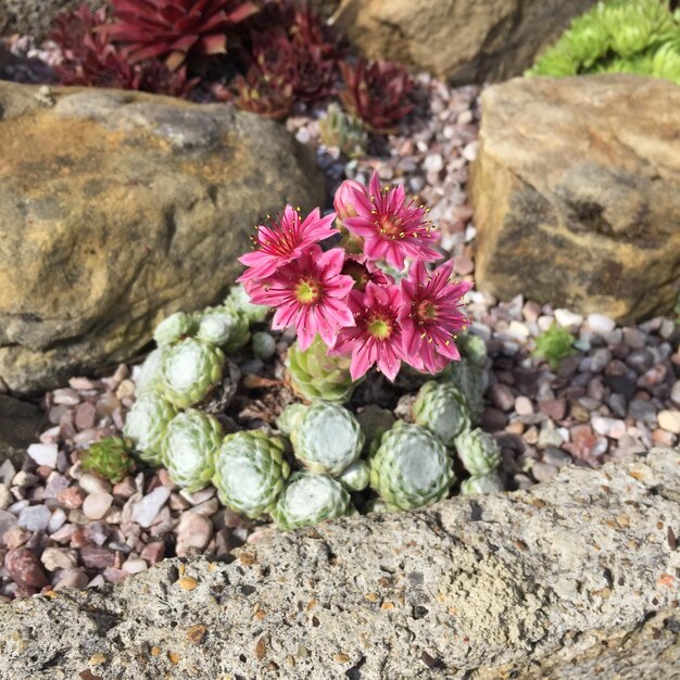 Photo close-up of pink flowers