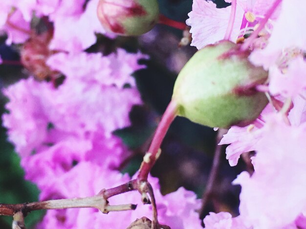 Close-up of pink flowers