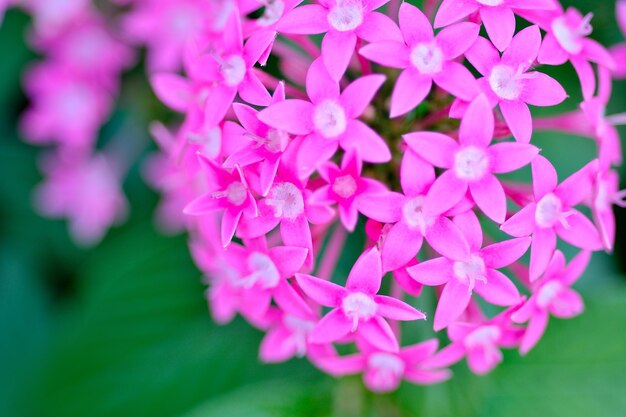 Close-up of pink flowers