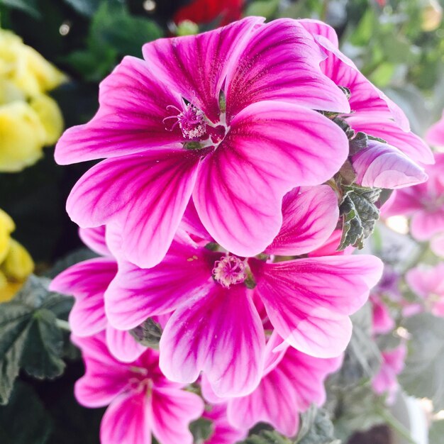 Close-up of pink flowers