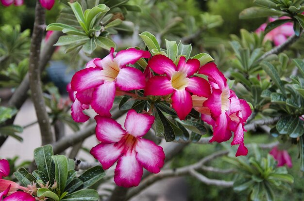 Foto close-up di fiori rosa