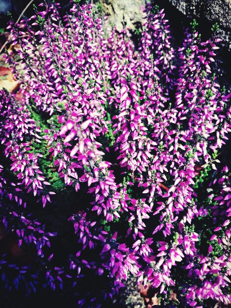 Close-up of pink flowers