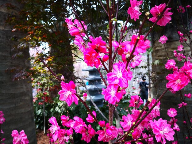 Photo close-up of pink flowers