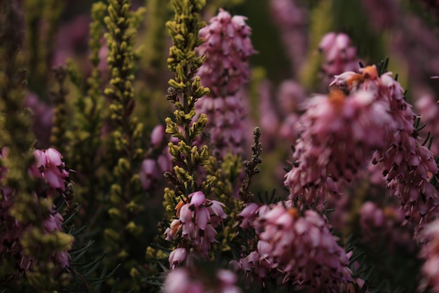 Close-up of pink flowers