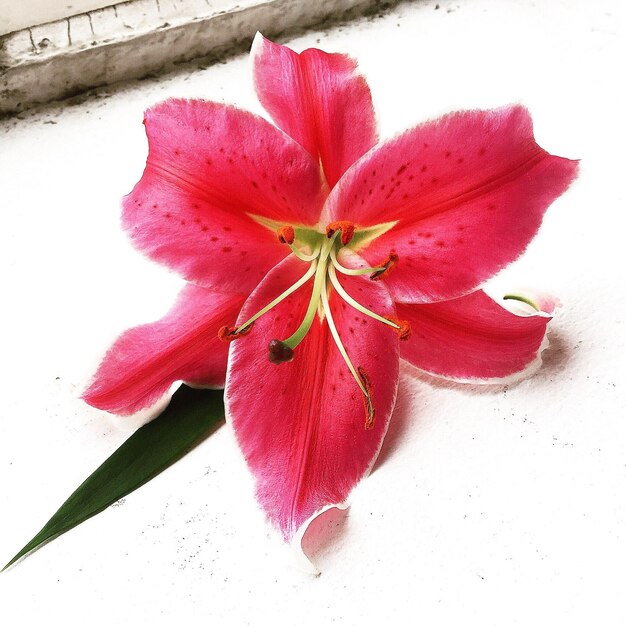 Foto close-up di fiori rosa