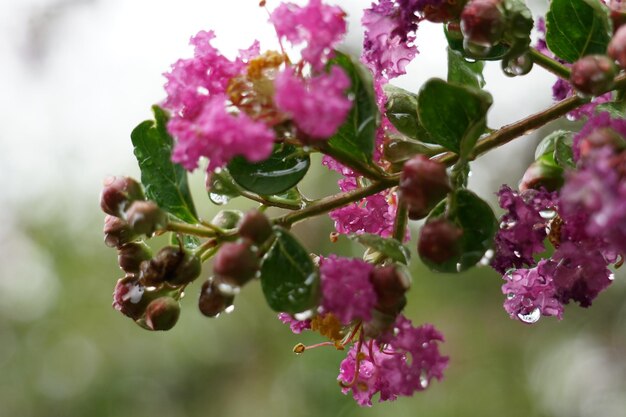 ピンクの花のクローズアップ