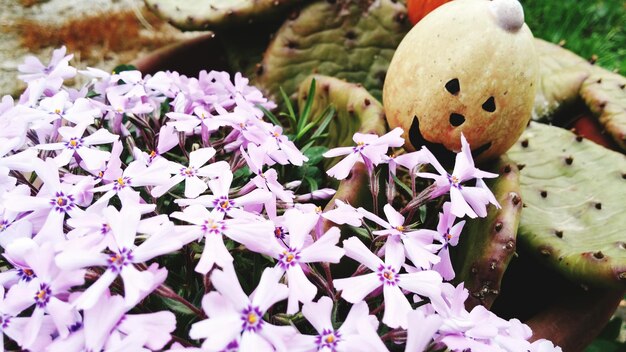 Close-up of pink flowers