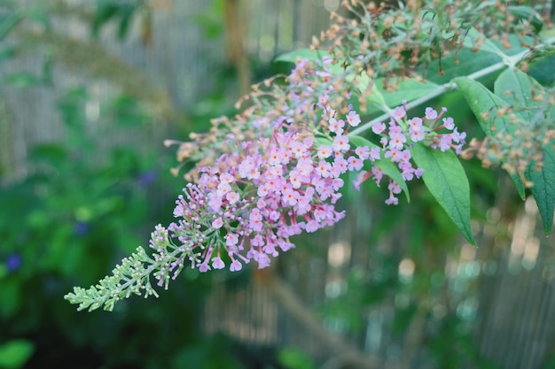 Photo close-up of pink flowers