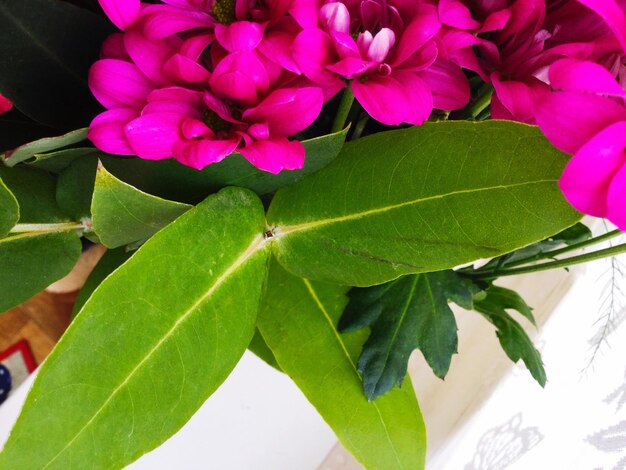 Close-up of pink flowers