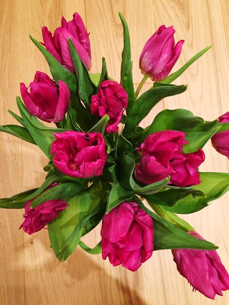 Close-up of pink flowers