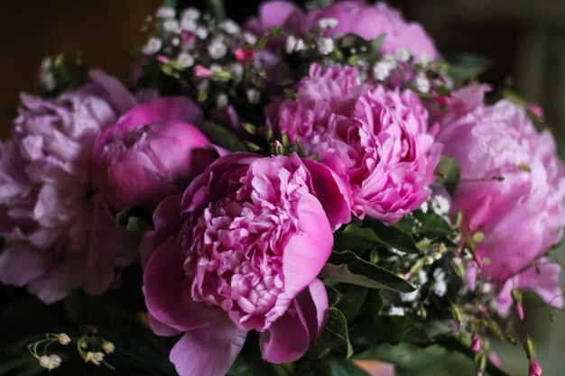 Photo close-up of pink flowers