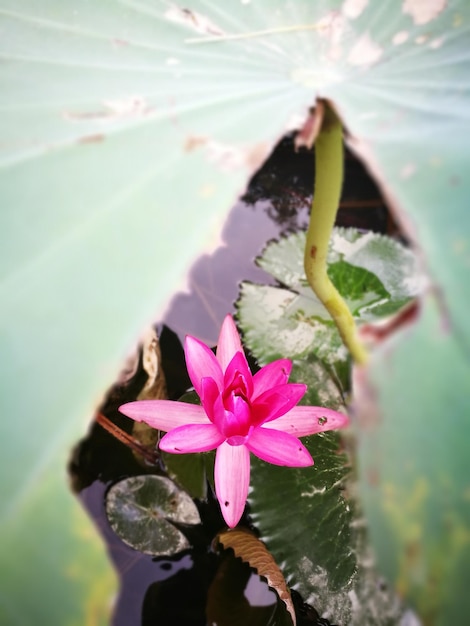 Foto close-up di fiori rosa