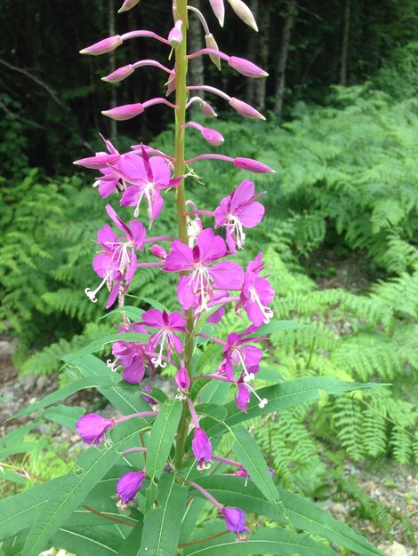 Photo close-up of pink flowers