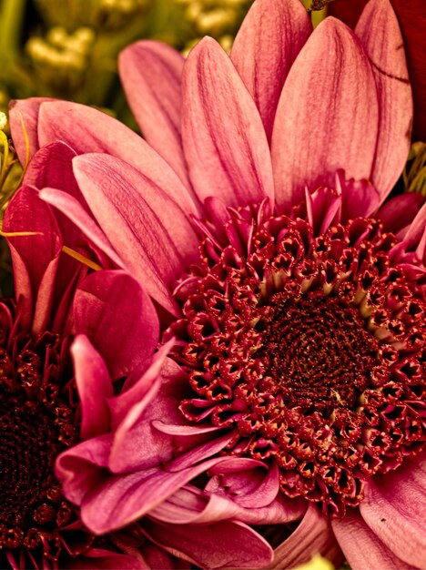 Close-up of pink flowers