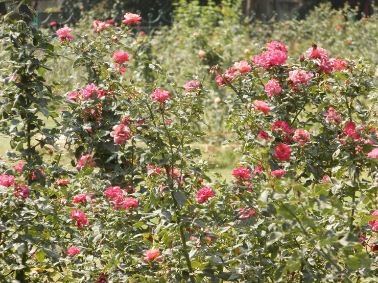 Photo ピンクの花のクローズアップ