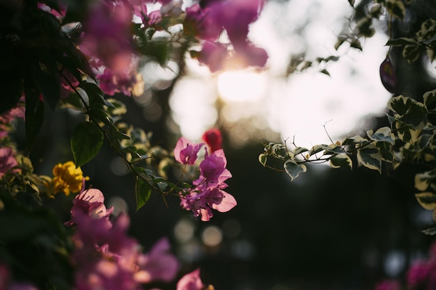 ピンクの花のクローズアップ