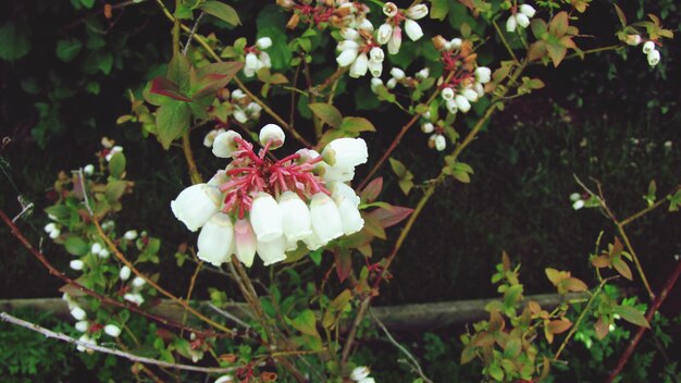 Photo close-up of pink flowers