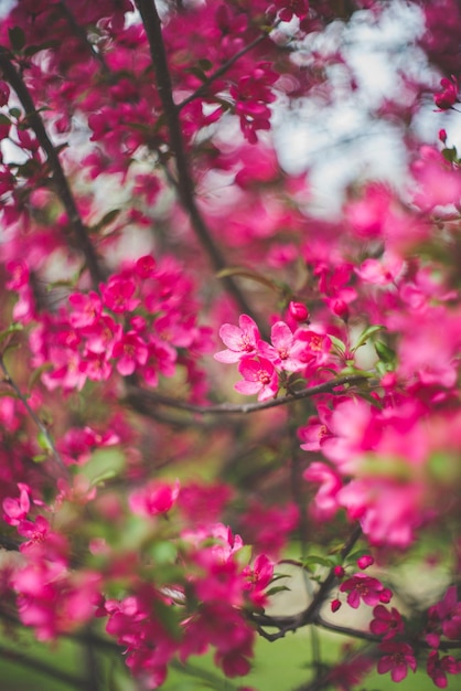 Close-up of pink flowers