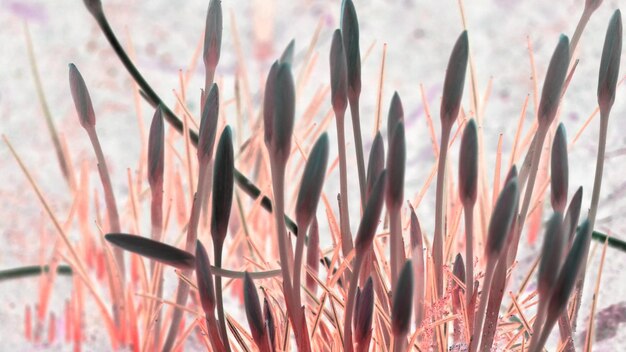 Photo close-up of pink flowers