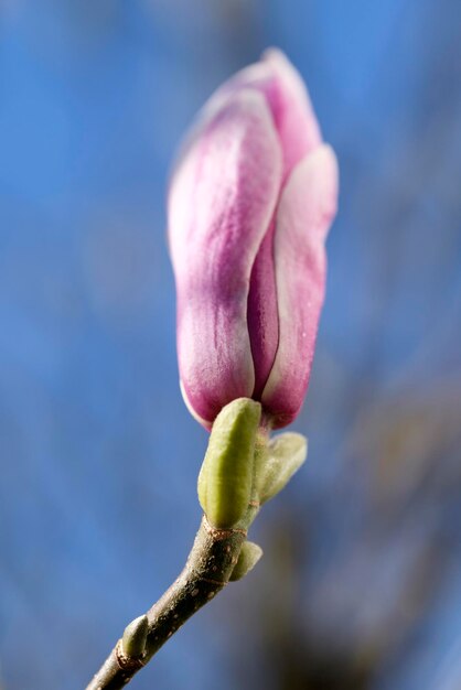 Photo close-up of pink flowers