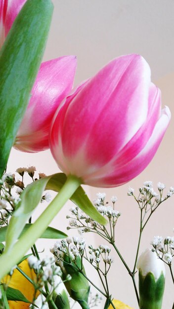 Close-up of pink flowers