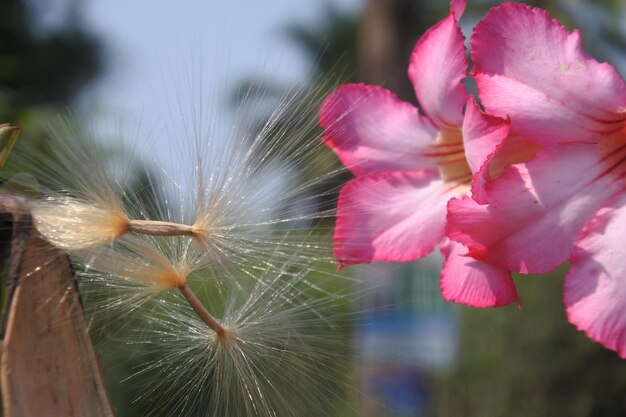 Close-up of pink flowers