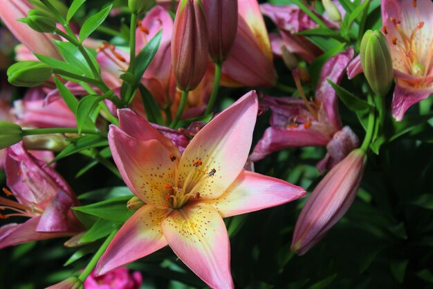 Foto close-up di fiori rosa