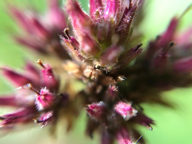 Close-up of pink flowers