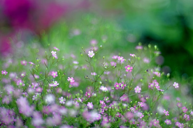 ピンクの花のクローズアップ