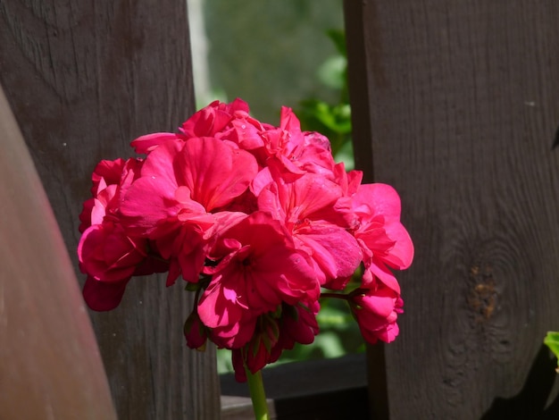 Foto close-up di fiori rosa