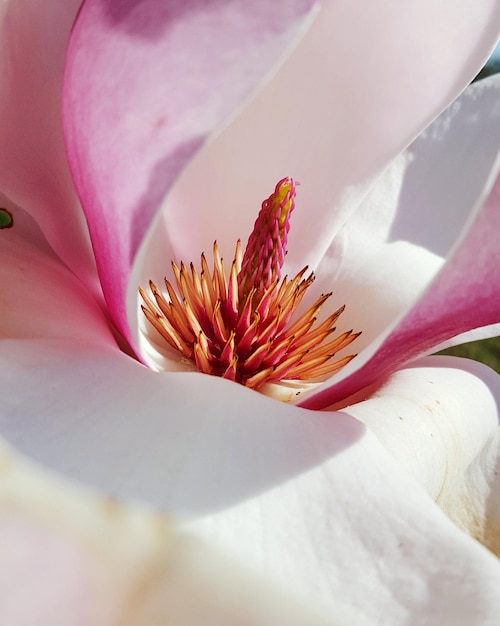 ピンクの花のクローズアップ