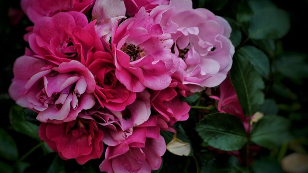 Close-up of pink flowers