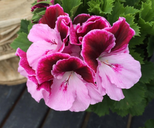 Foto close-up di fiori rosa