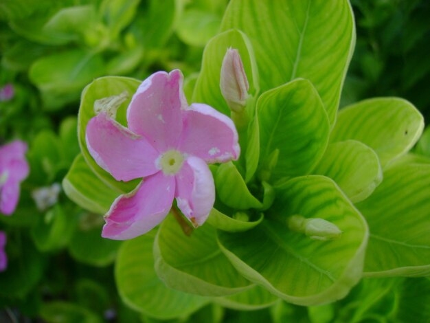 Close-up of pink flowers