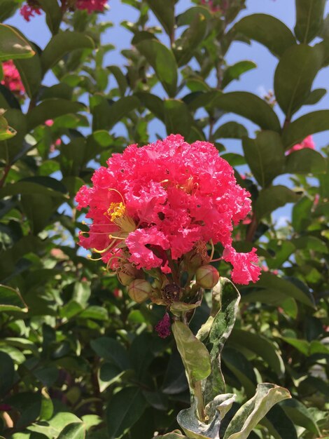 Close-up di fiori rosa
