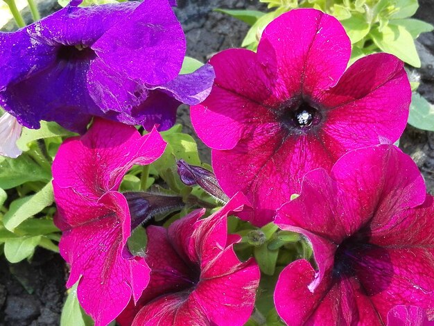 Close-up of pink flowers