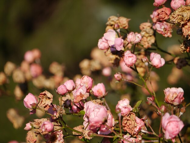 Close-up of pink flowers