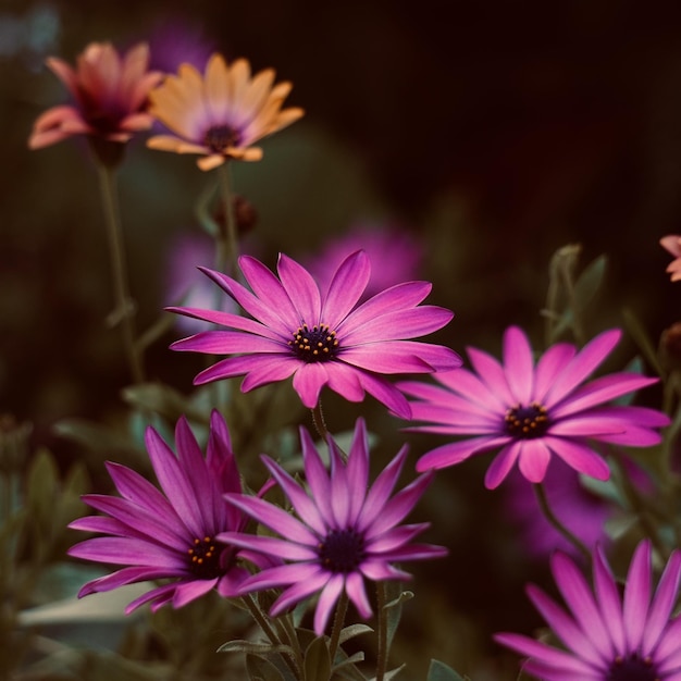 Photo close-up of pink flowers