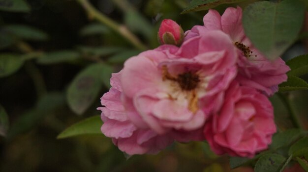 Photo close-up of pink flowers